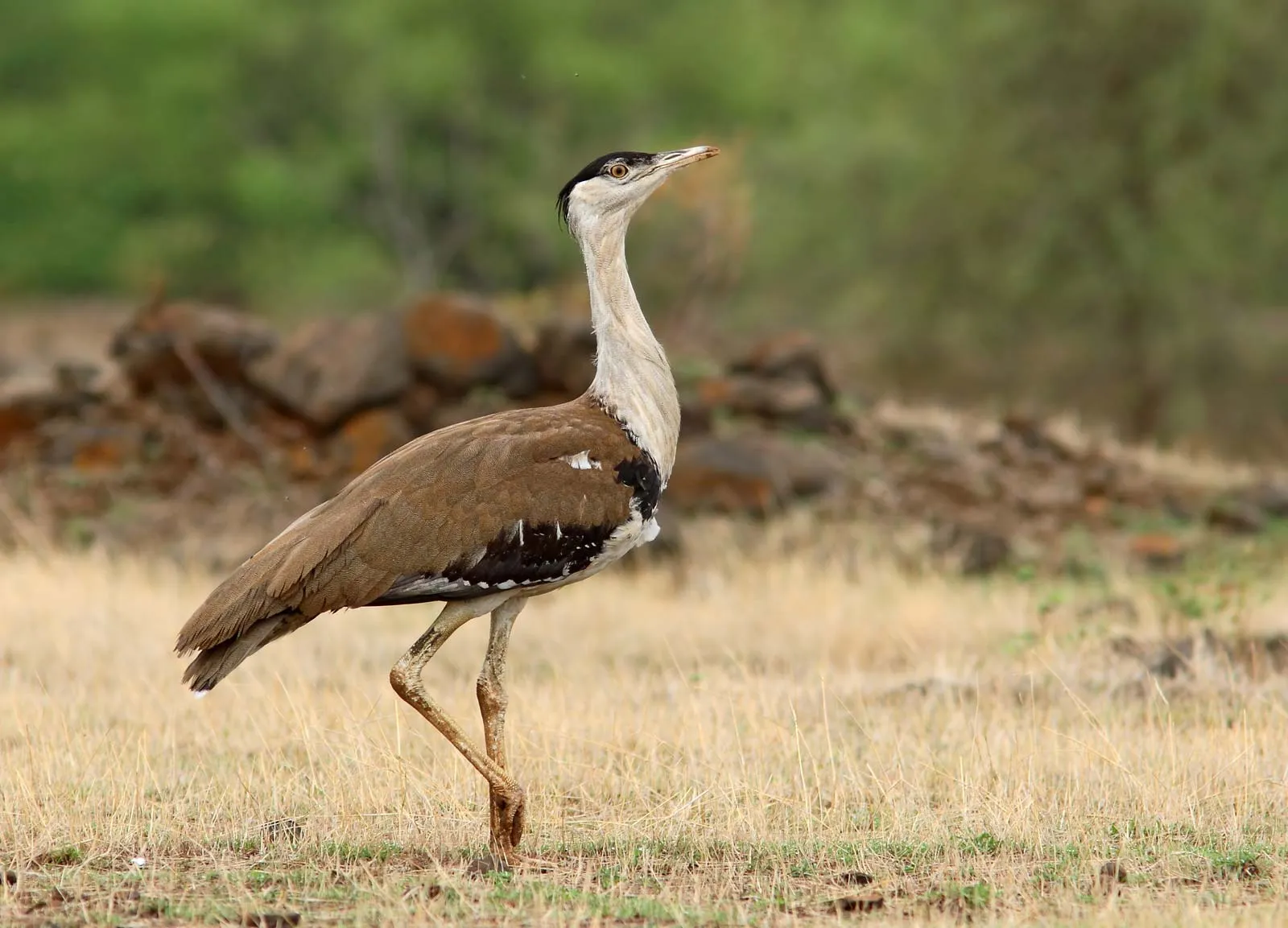 Indian-bustard-bird
