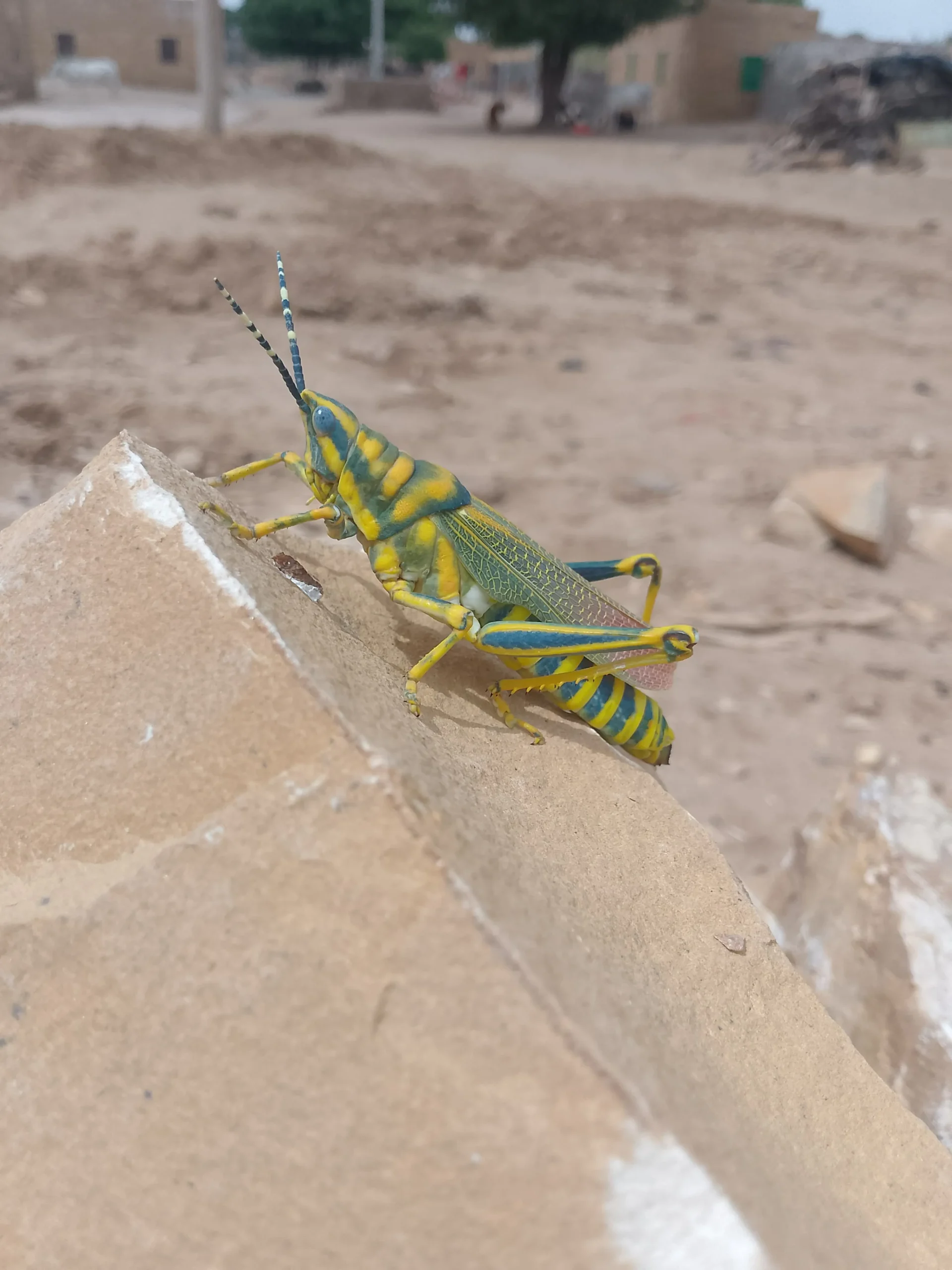 00000088-PHOTO-2025-08-16-10-18-53