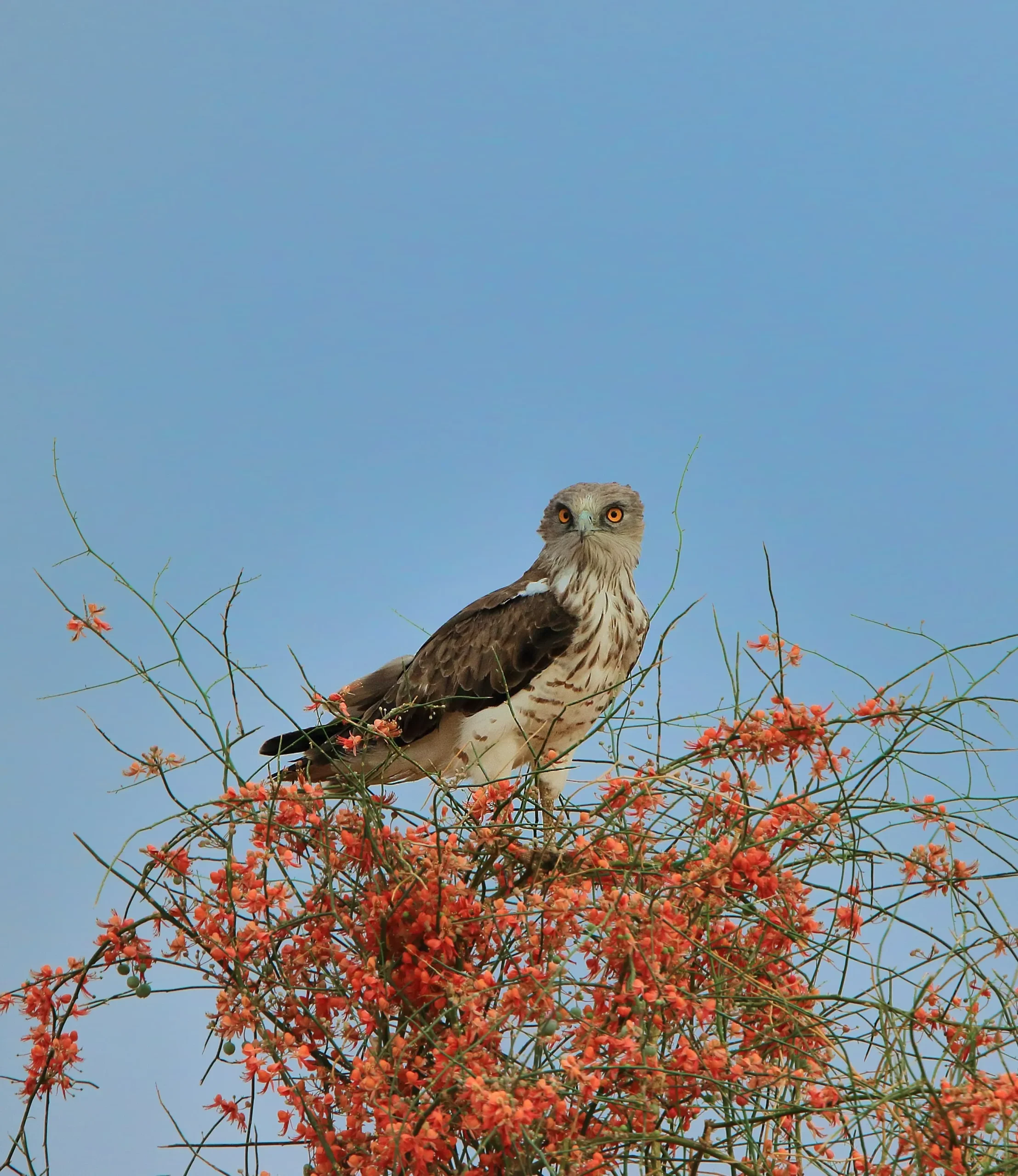 00000110-a1d2811731744ddaba5df6cba1c06f0a