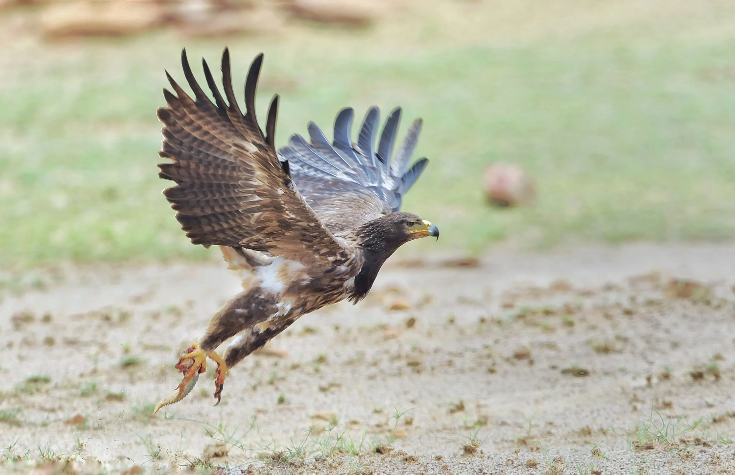 00000117-edf5e30db89948e9ad845772cd0312ff