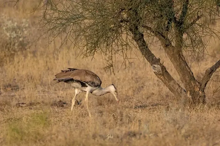 00000121-1732673609576