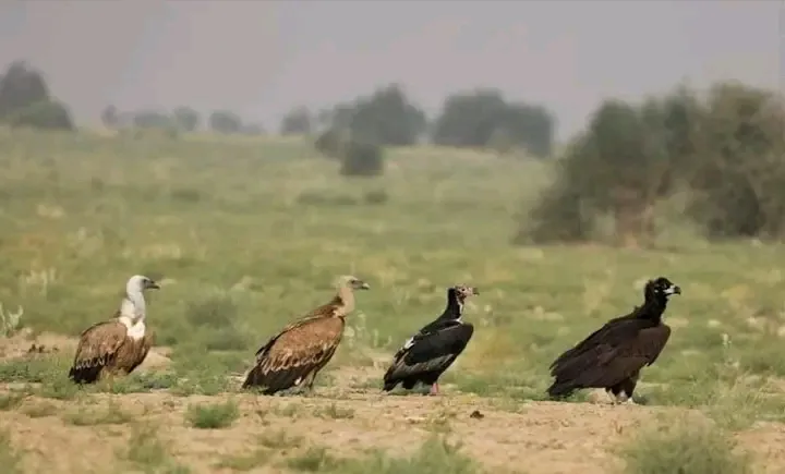 00000125-1732673713780