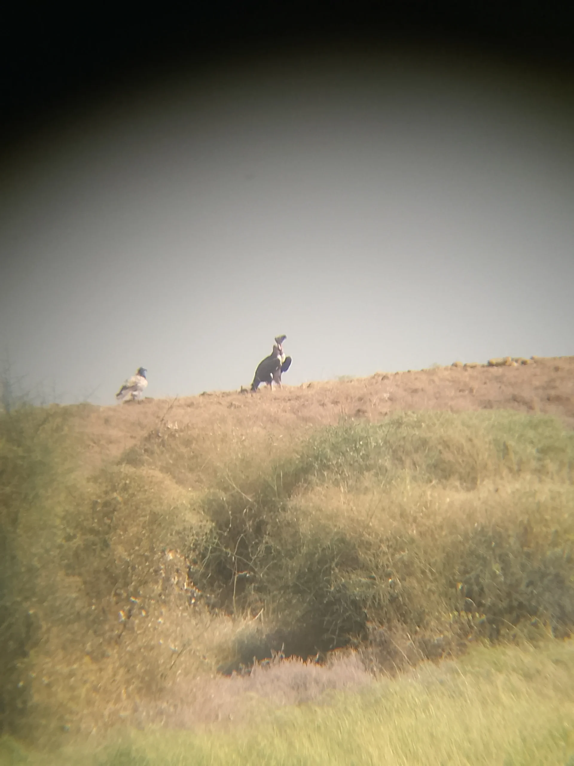 00000126-IMG_20241128_110351_433