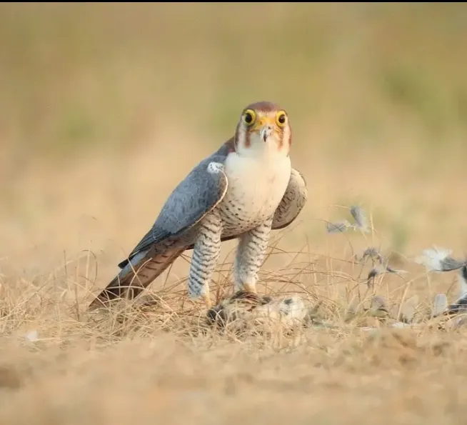 00000128-Screenshot_20240929-204559_1