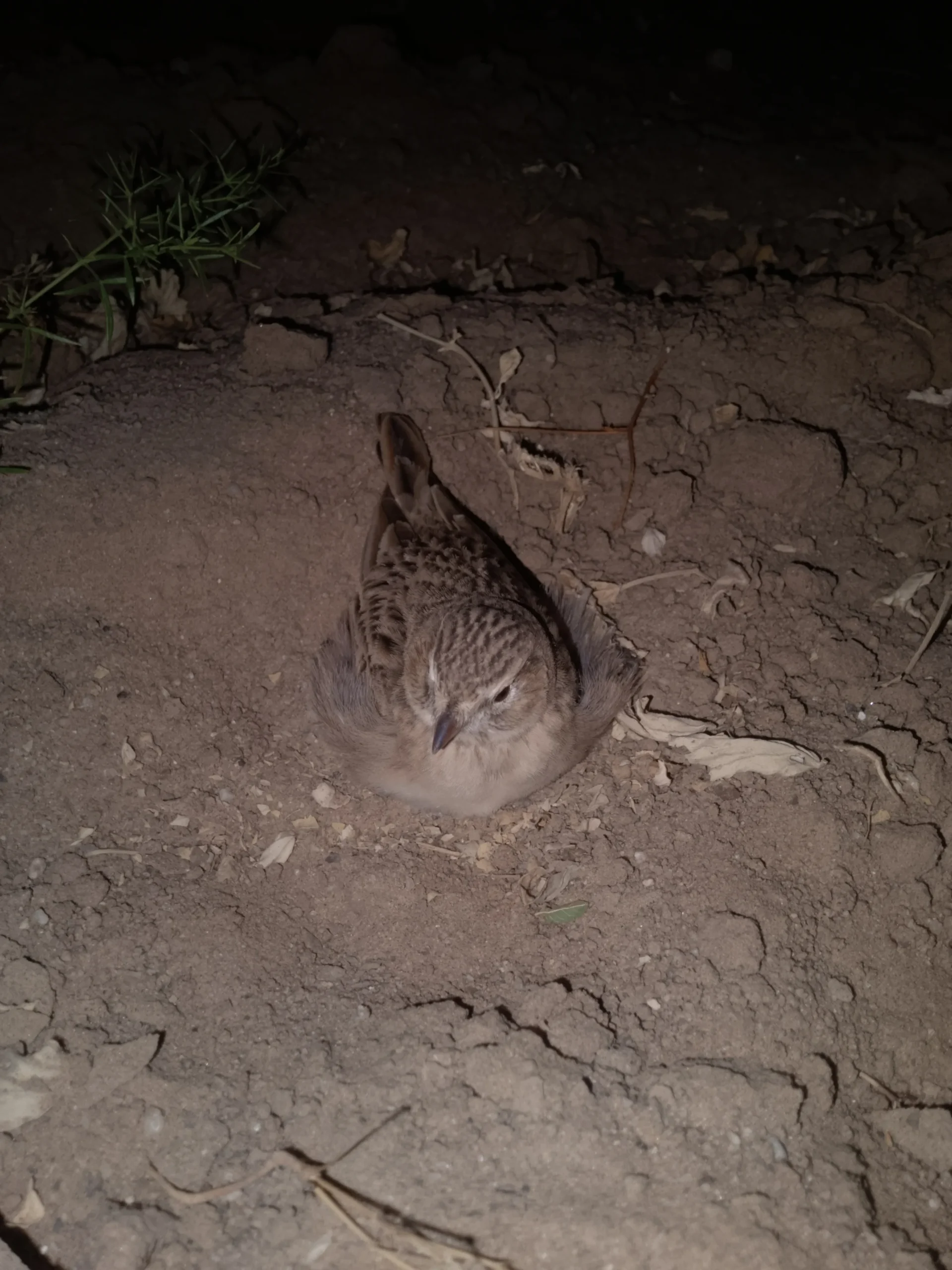 00000129-IMG_20241128_220141_762