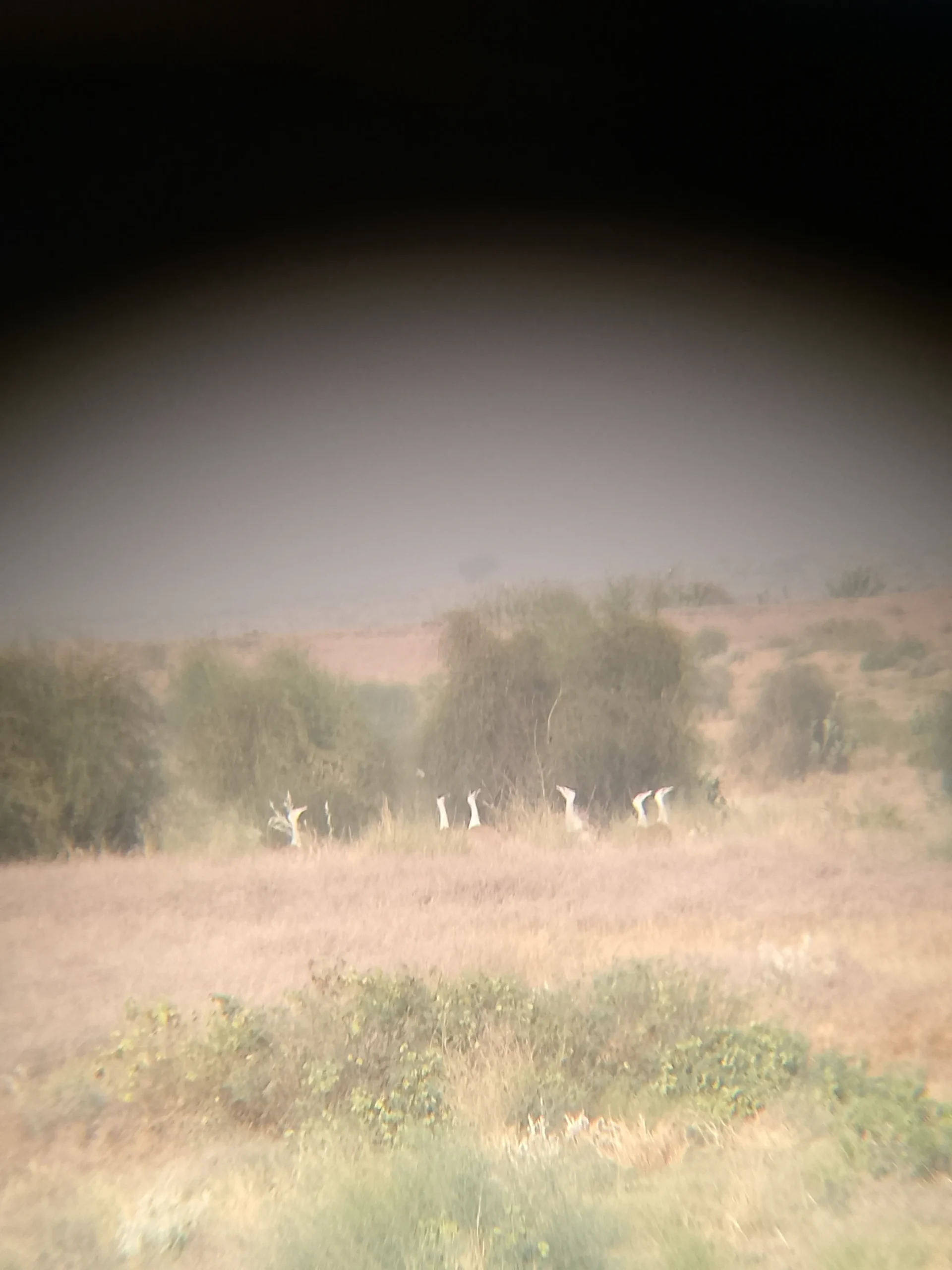 00000134-IMG_20241209_091627_897